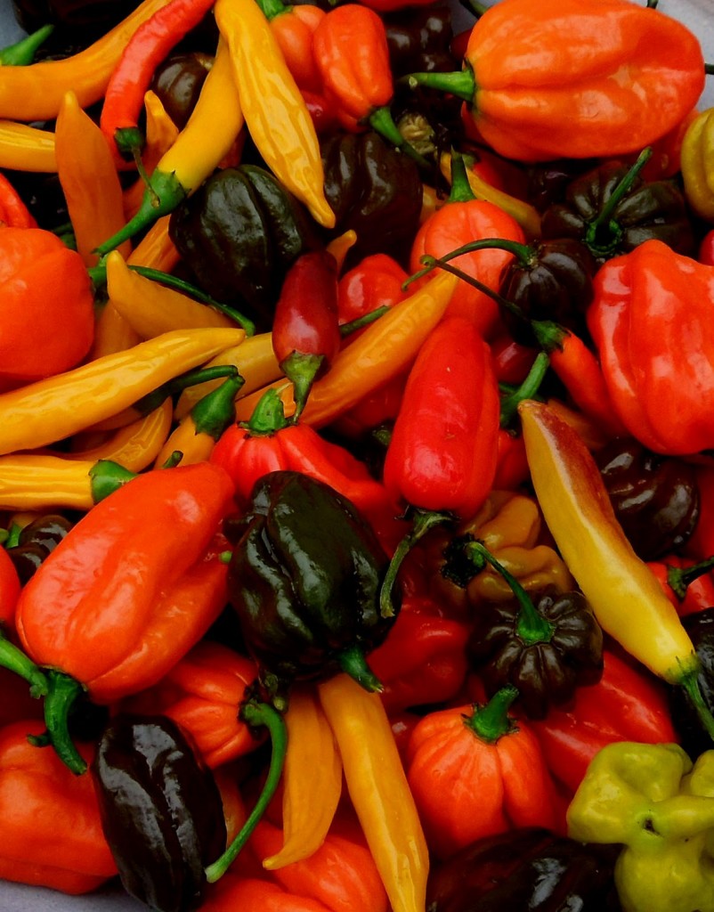 Chilipalett