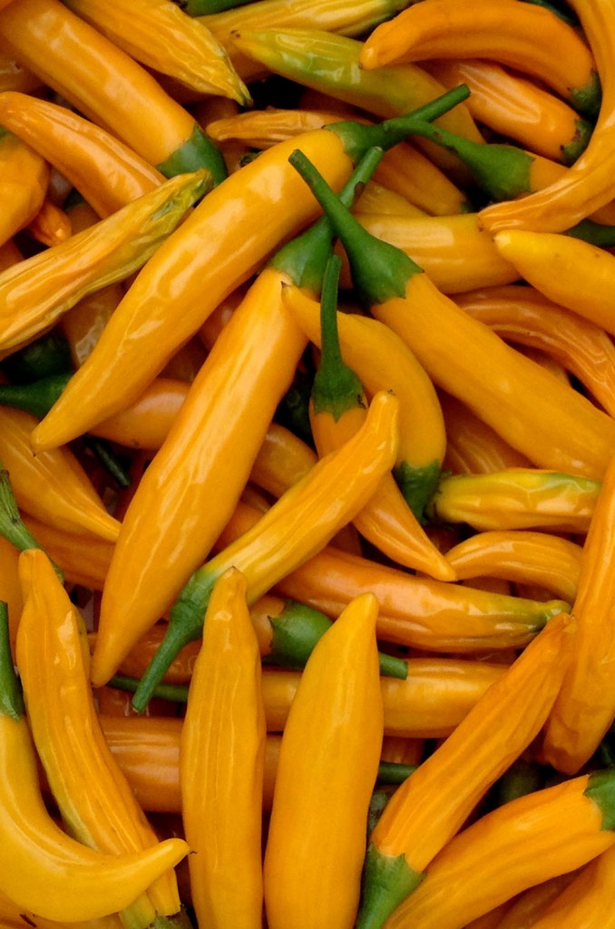 Hot Orange